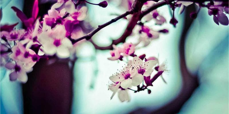 Enrolling Your Children in Canadian Schools: K-12, ESL Support, and School Registration resources support newcomers Canada settlement