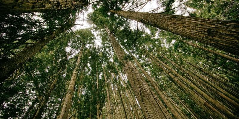 Step-by-step CDCP application process