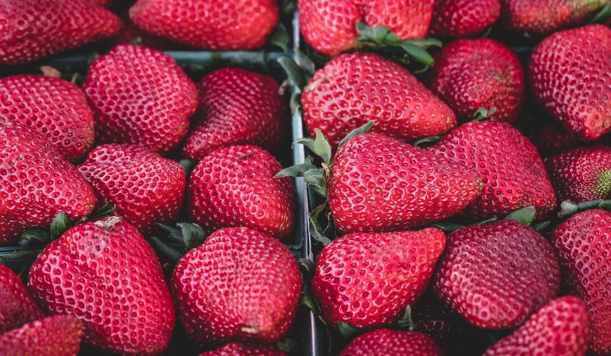 Person scanning important documents with smartphone for digital backup