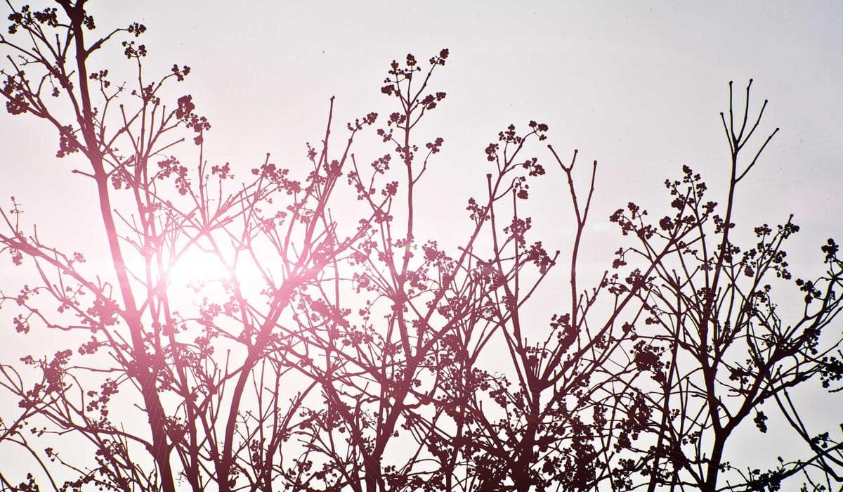 Employment Insurance online application form on computer screen