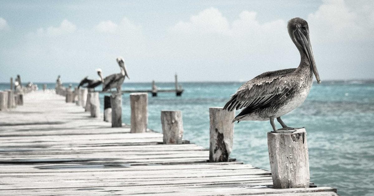 Filling Out T1013 to Authorize a CRA Representative