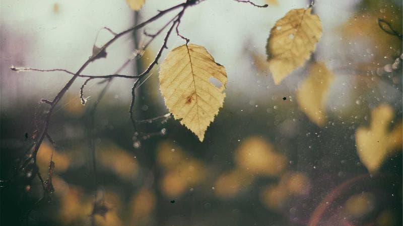Savings jar representing the Registered Disability Savings Plan in Canada