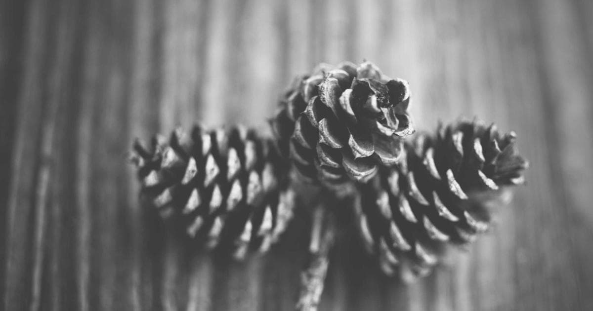 Guide to BC Birth Certificate Application