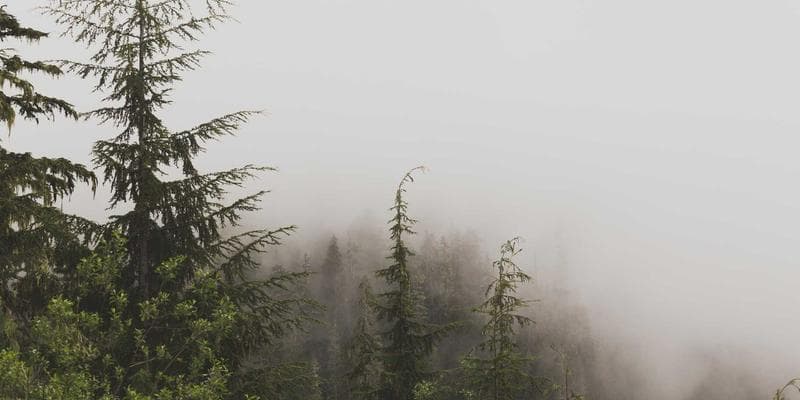 Wedding rings on a floral arrangement