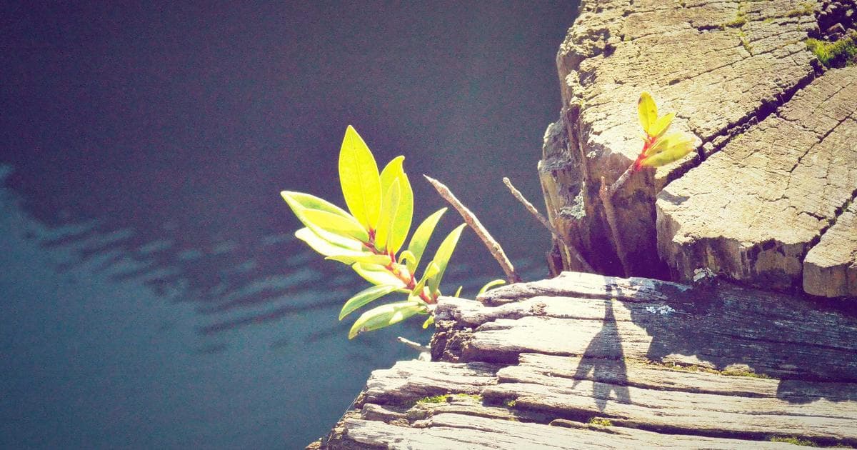 Guide to T2091 for Designating a Principal Residence