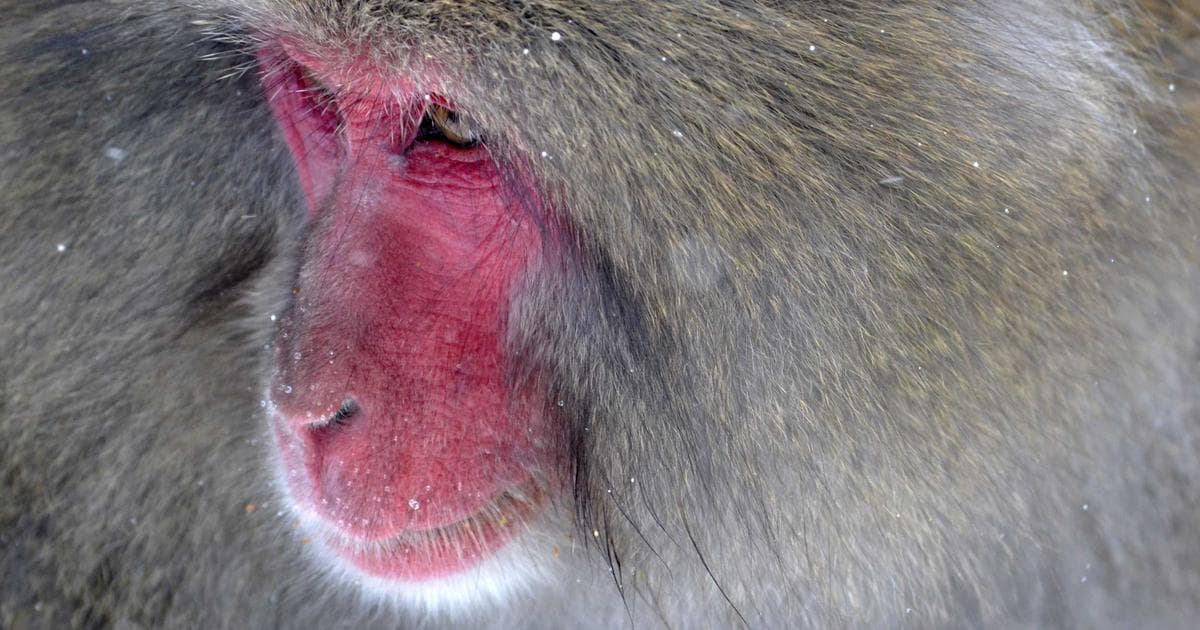 Guide to IMM 5669 Schedule A Background Declaration