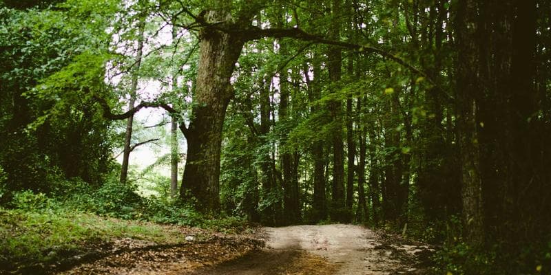 A person using a laptop to complete an online government form application