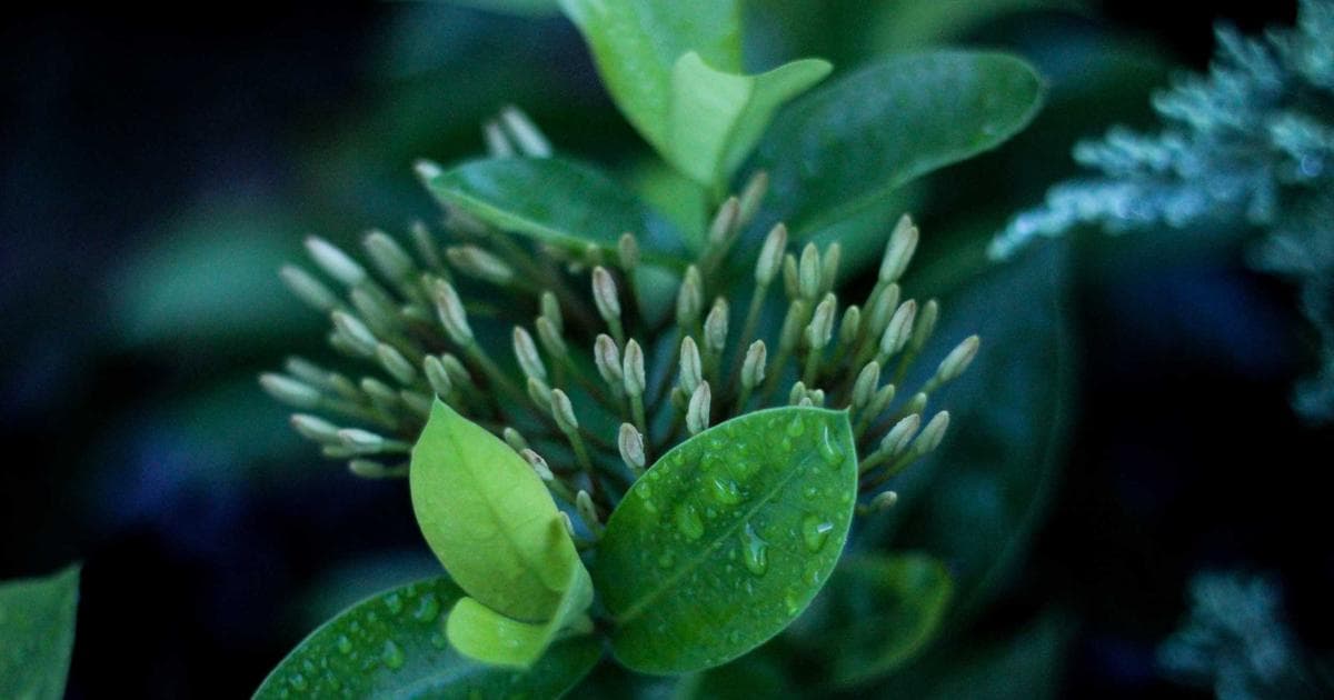 How to Apply for CPP Disability Benefits