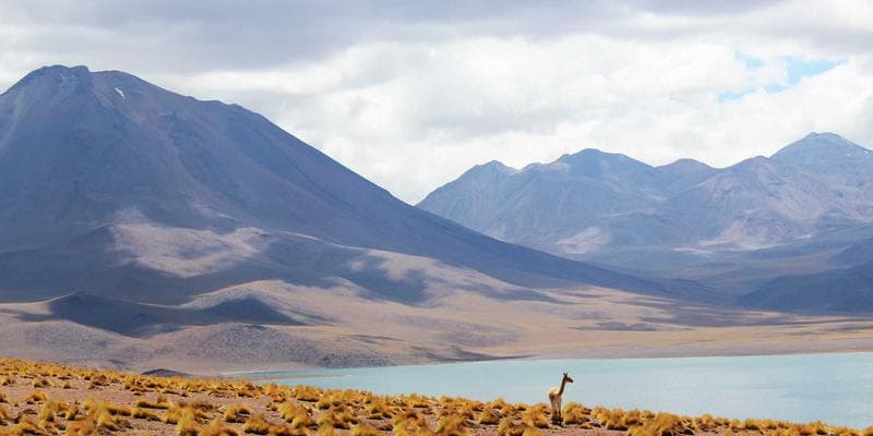 Row of residential apartment buildings in a British Columbia neighbourhood
