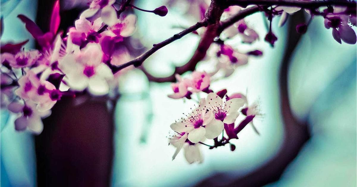 How to File T1243 Deemed Disposition of Property