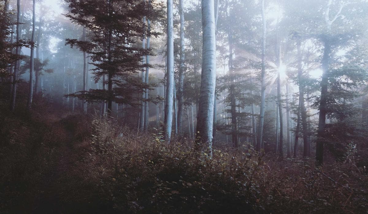 Completed IMM 5406 form ready for submission with immigration application