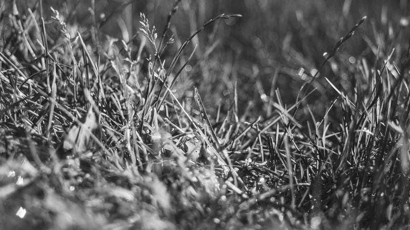 Volunteers working together at a community event in Canada