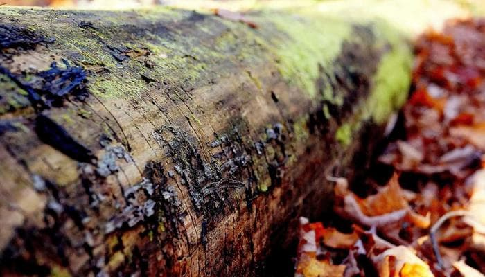 Community gathering representing LGBTQ+ inclusion in Canada