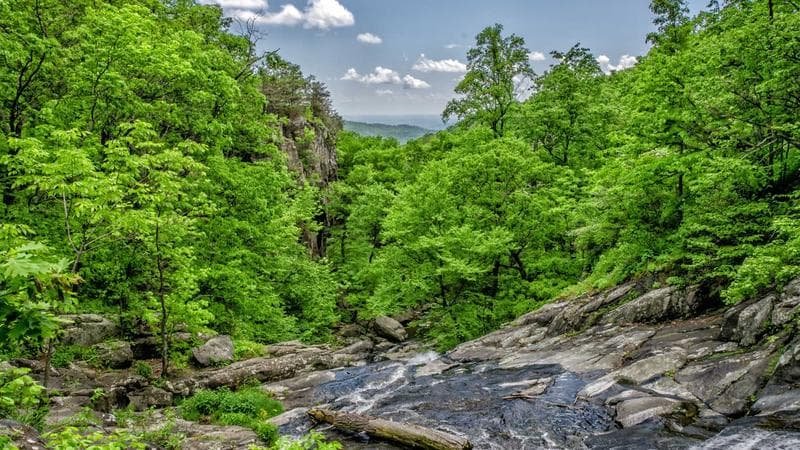 International student working at a laptop in a Canadian campus library
