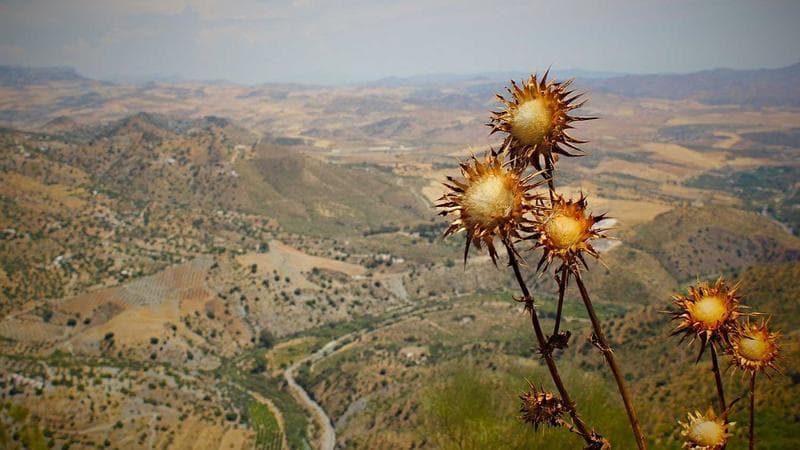 Legal documents and Canadian flag representing immigration inadmissibility proceedings