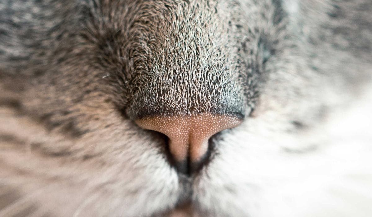 Newcomer family with children preparing benefits application documents