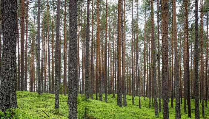 Government building representing the refugee determination process