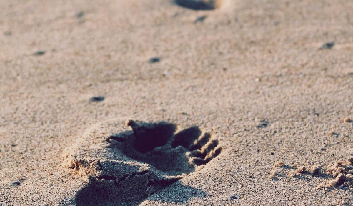 Diverse team of warehouse workers in safety vests at a Canadian distribution centre